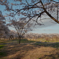 福島県郡山市の笹原川千本桜を見晴らす畑の風景の写真
