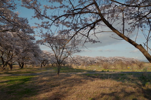 福島県郡山市の笹原川千本桜を見晴らす畑の風景