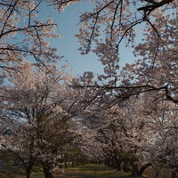どこまでも続く桜並木、笹原川千本桜の満開時期の写真