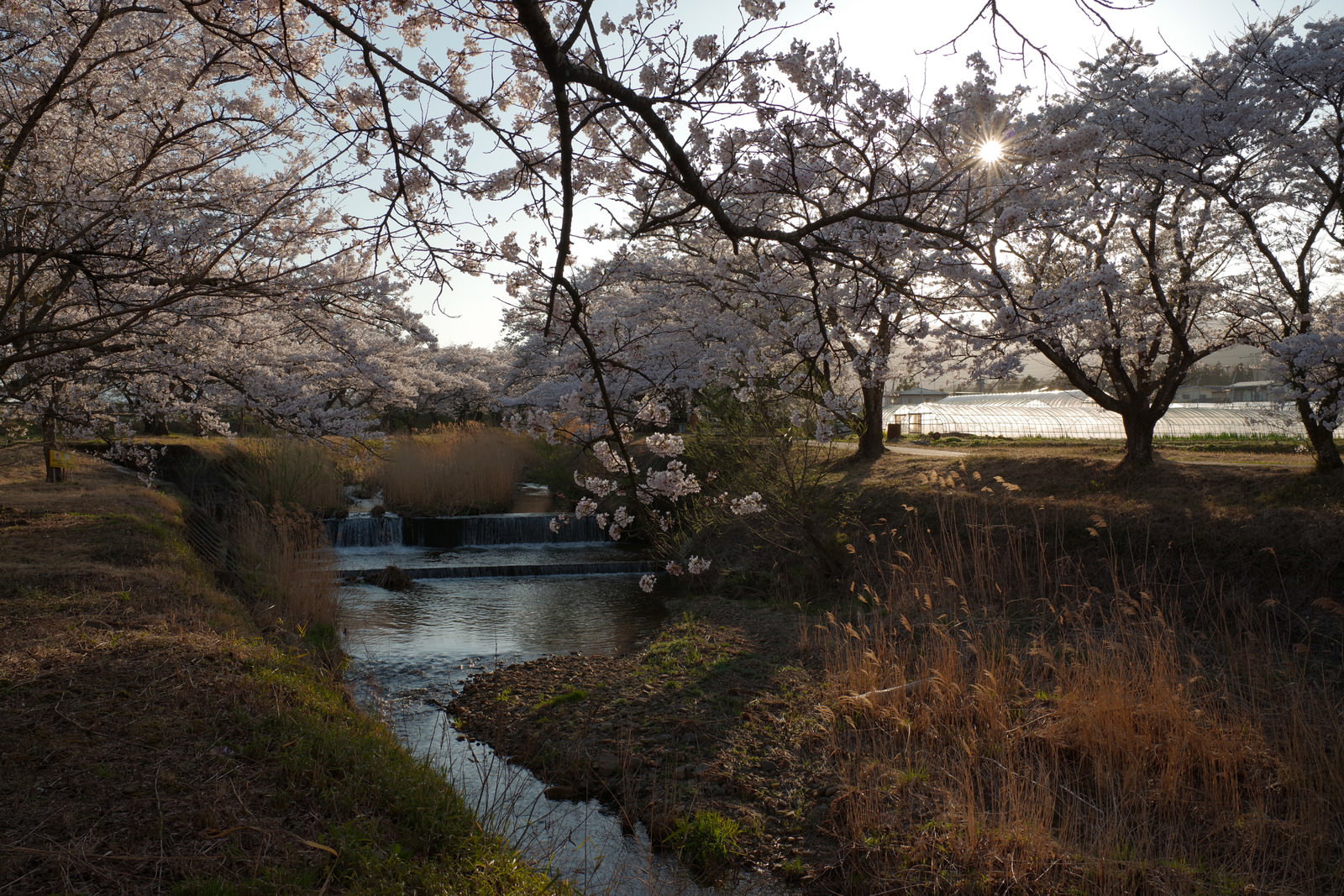 川沿いに咲く満開の桜並木とビニールハウスがある春の田園風景