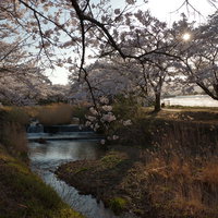 ビニールハウスと笹原川千本桜の満開の桜並木の写真