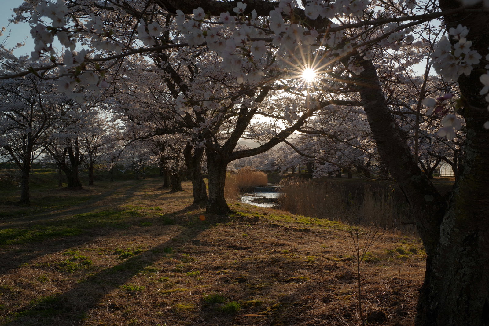 夕陽の光が差し込む満開の桜並木と地面に伸びる木の影