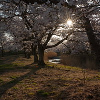 夕陽に照らされる桜並木と伸びる影（笹原川の千本桜）の写真