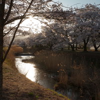 笹原川に照らされる夕日と千本桜の写真