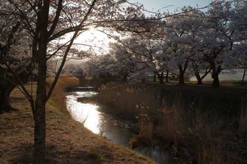 笹原川に照らされる夕日と千本桜