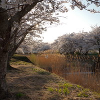 立ち上がるススキと笹原川の千本桜並木の春風景の写真