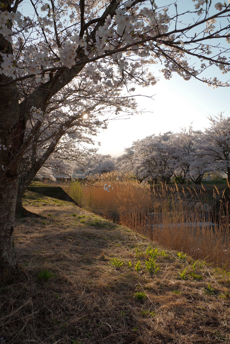 川沿いに満開の桜並木が続き、手前にススキが立ち上がる春の風景