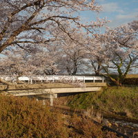 小川に架かる橋と満開の桜並木の春景色の写真