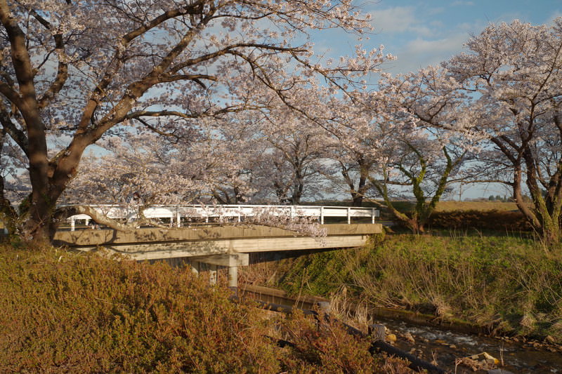 田園風景の畦道に咲く一本桜の写真素材 - フリー素材ぱくたそ