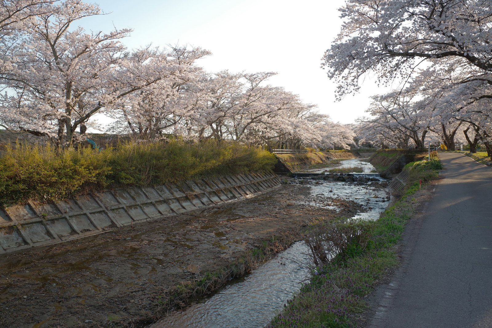Thousand cherry blossoms (senbon zakura) of Koriyama City, Fukushima Prefecture, with large white flowering cherry trees in full bloom lining both sides of the riverside promenade