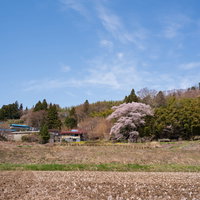 民家の隣に佇む子授け櫻、満開の春 福島県の一本桜の写真