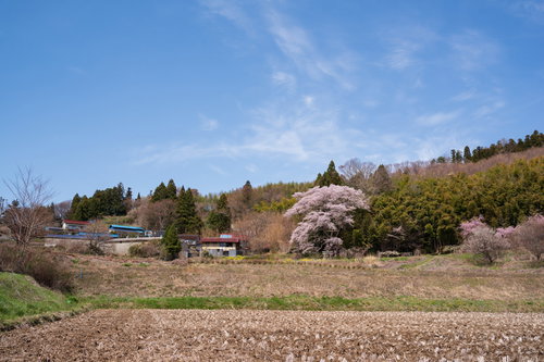 民家の隣に佇む子授け櫻、満開の春 福島県の一本桜