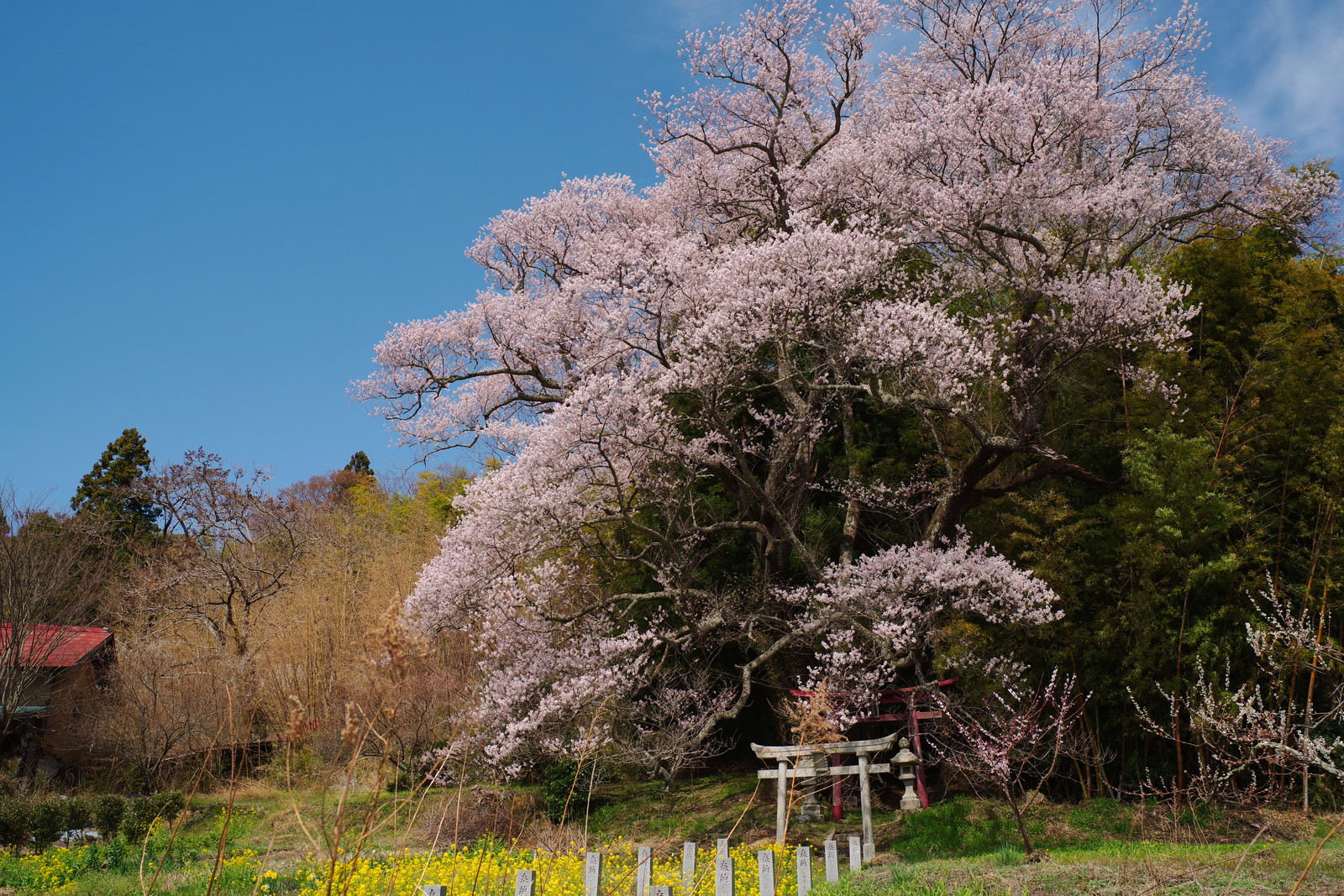 満開の淡いピンク色の桜の大木と白い鳥居が立つ春の風景