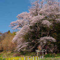 鬱蒼と茂る竹林に佇む満開の子授け櫻と朱色の鳥居の写真