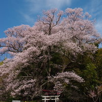 鳥居に向かって並ぶ奉納石柱と満開の子授け櫻の写真