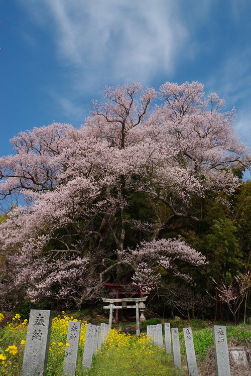 大和田稲荷神社の入口となる朱色の鳥居と満開の子授け櫻
