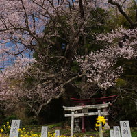 子授け櫻の下に咲く菜の花と奉納石柱～春の神社風景の写真