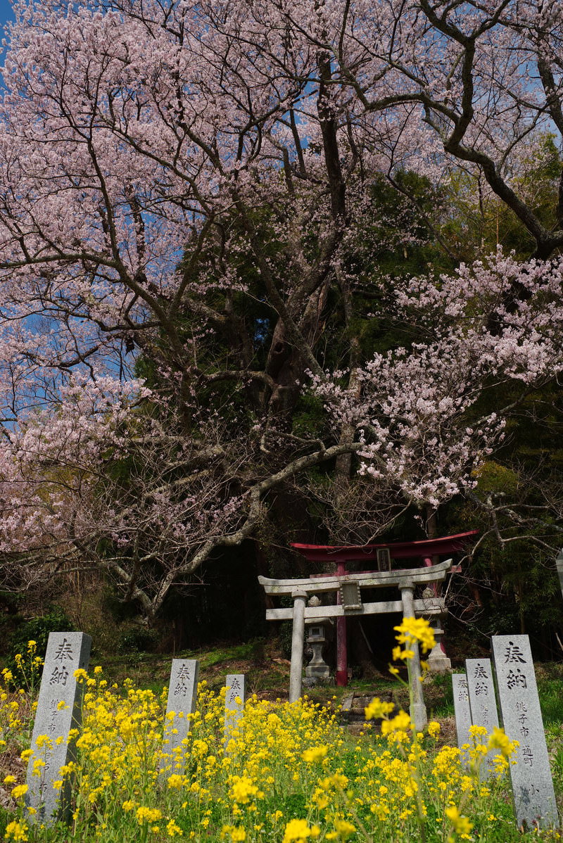 黄色い菜の花畑の中に立つ石柱と、背景に満開の薄紅色の桜が咲く春の風景