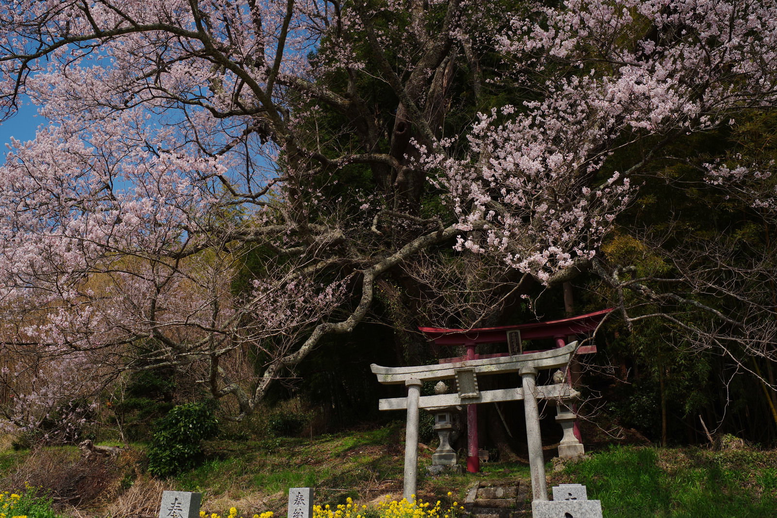 満開に咲く子授け櫻の枝と白い鳥居がある神社の風景