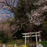 子授け櫻の立派な枝ぶりと白い鳥居、満開の春景色の写真