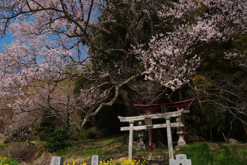 子授け櫻の立派な枝ぶりと白い鳥居、満開の春景色
