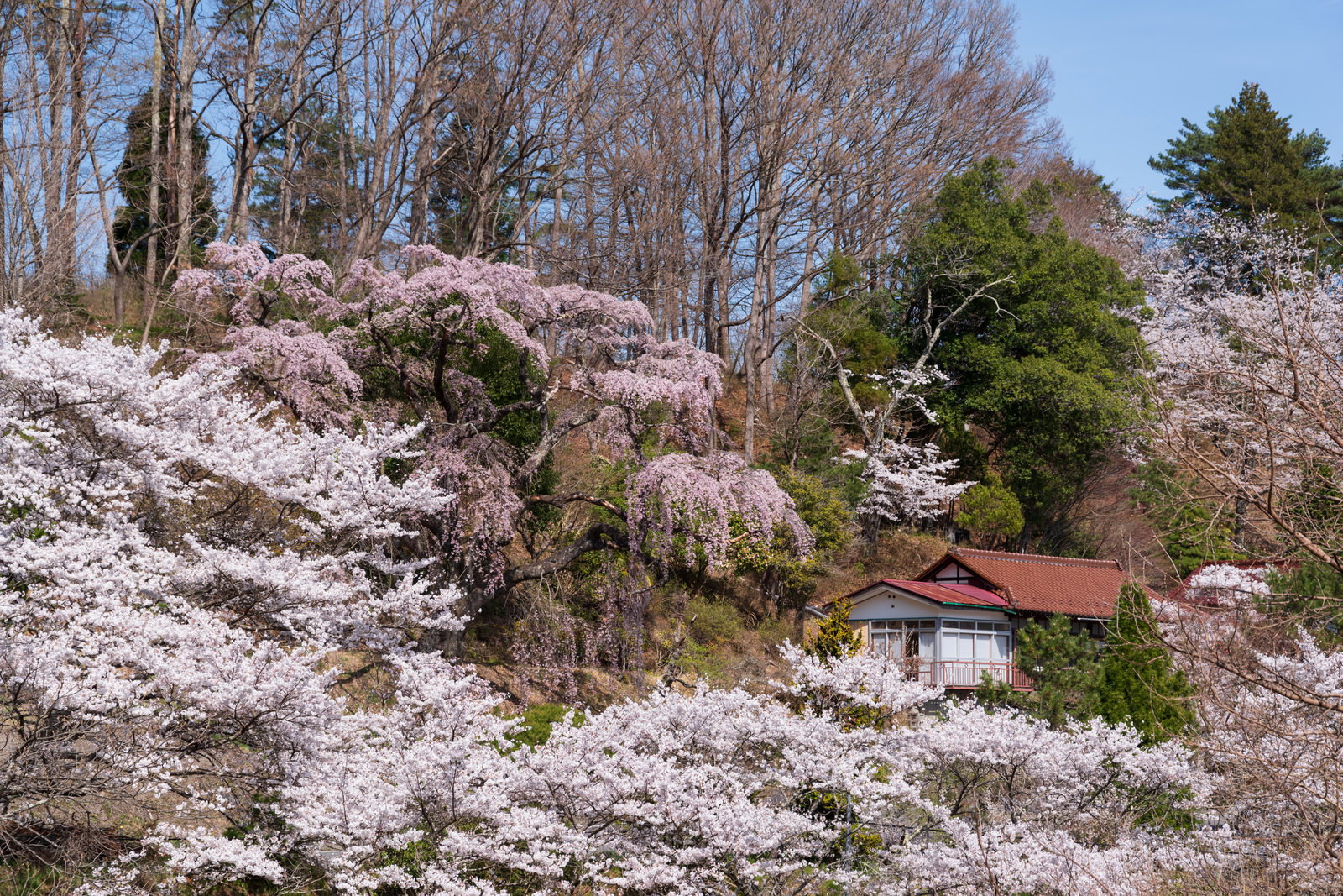 淡紅白色の満開の伊勢桜に囲まれた赤茶色の屋根の民家