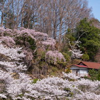 民家を覆う春の伊勢桜と雑木林の庭園風景の写真