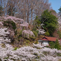 民家を彩る春の訪れ、伊勢桜咲く風景、福島県郡山市の庭園の写真