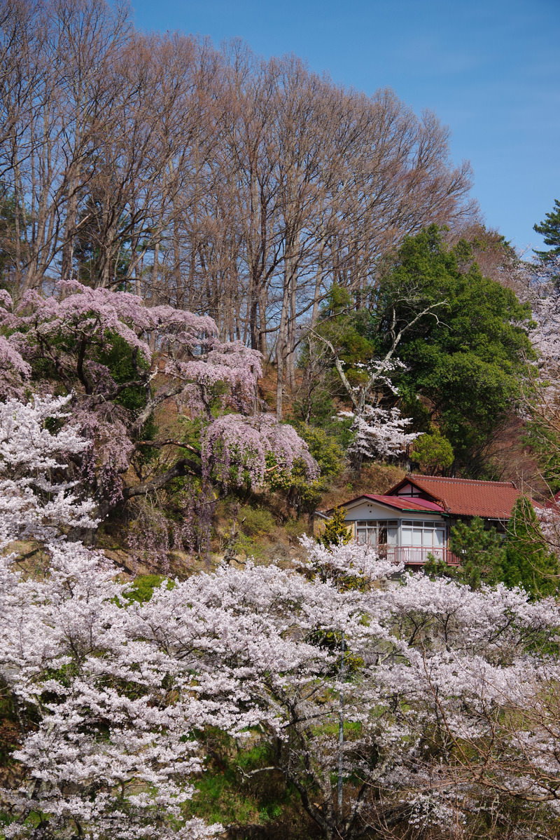 民家の庭に咲く淡いピンク色の伊勢桜と背景の新緑の樹々