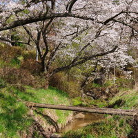 春が訪れる伊勢桜と小川の流れ、福島県郡山市の清流沿いの写真