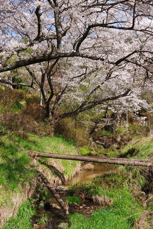 春が訪れる伊勢桜と小川の流れ、福島県郡山市の清流沿い