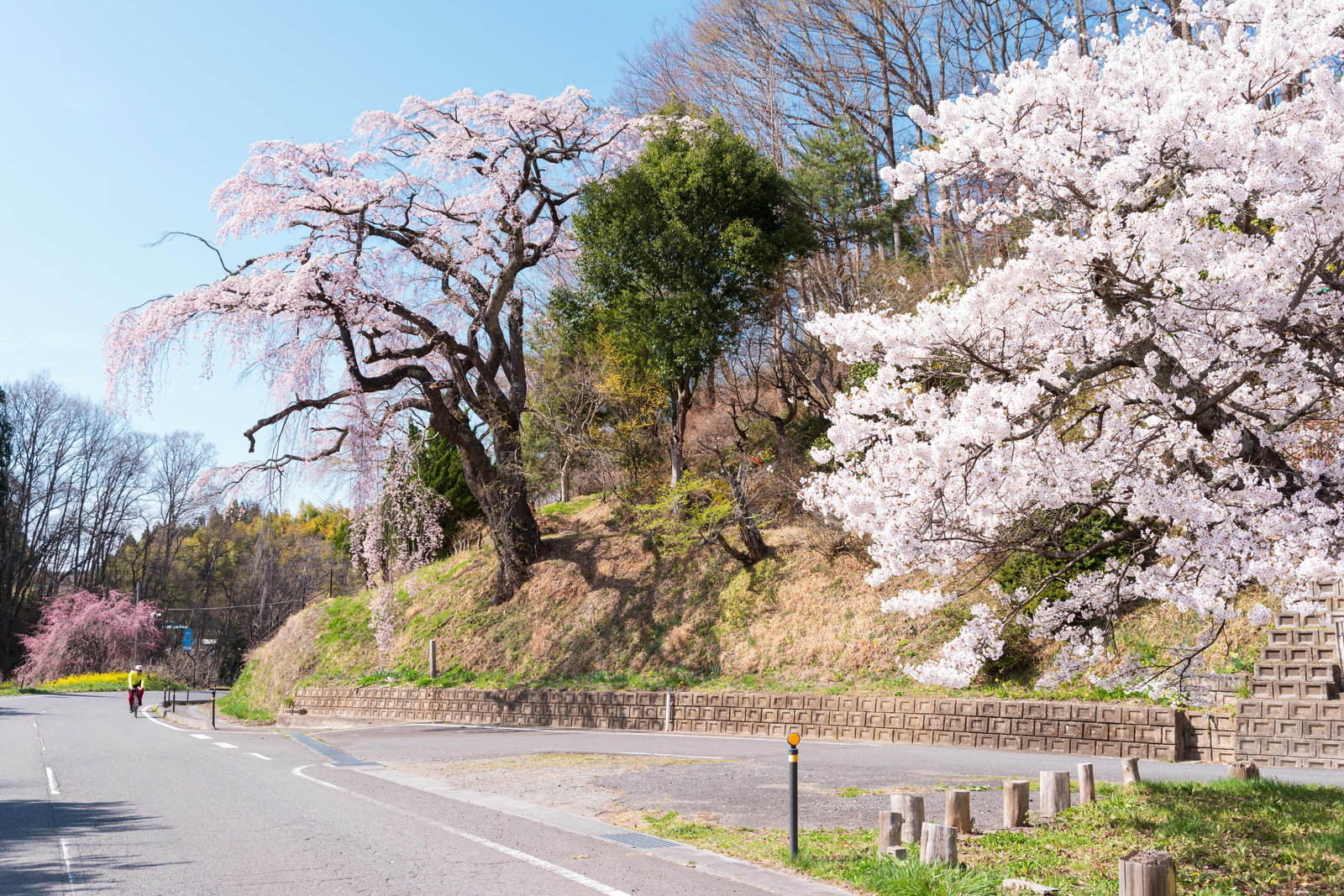 郡山市の伊勢桜が満開に咲き、周囲の白い桜とともに春の風景を作る