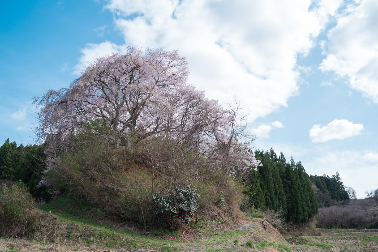 青空と白い雲を背景に丘の上で満開に咲く一本桜