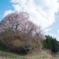 丘の上に咲く黒木石造り三層塔の一本桜、春の福島県郡山市の写真