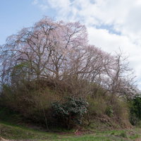 クボタのコンバインで稲を収穫する稲刈り風景の写真