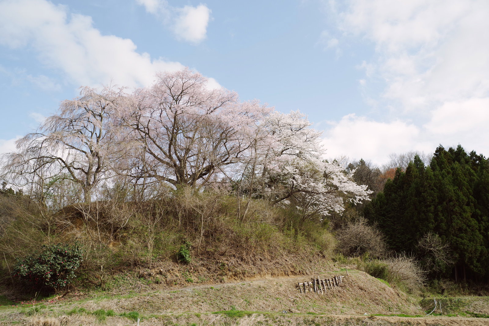 春に咲いた一本桜と石造三層塔、青空と白い雲の風景