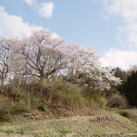 春の郡山市、黒木の石造三層塔とその儚き一本桜の写真