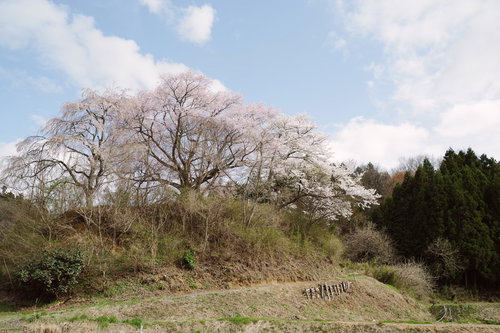 春の郡山市、黒木の石造三層塔とその儚き一本桜
