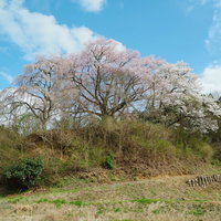 青空と黒木石造り三層塔の桜～福島県郡山市の春景観の写真