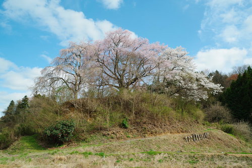 青空と黒木石造り三層塔の桜～福島県郡山市の春景観