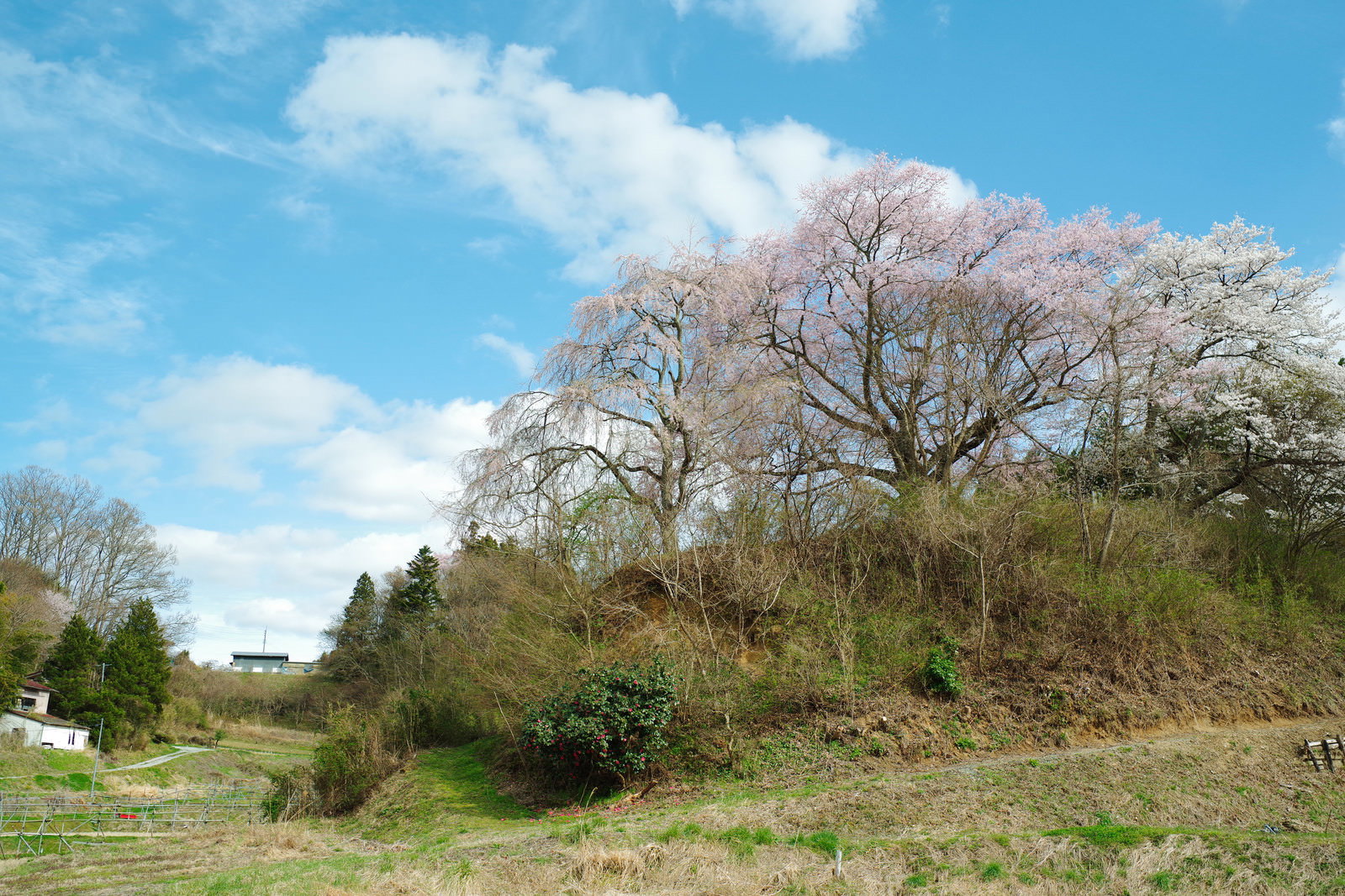 満開に咲いた枝垂れ桜と石造三層塔が立つ春の風景