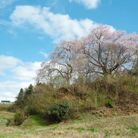 黒木の石造三層塔と壮観な一本桜、樹齢古い枝垂れ桜が満開の写真