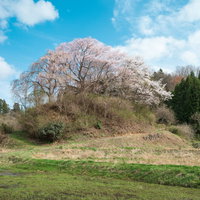 春の丘に咲く一本桜と雑木林の風景 福島県郡山市の写真