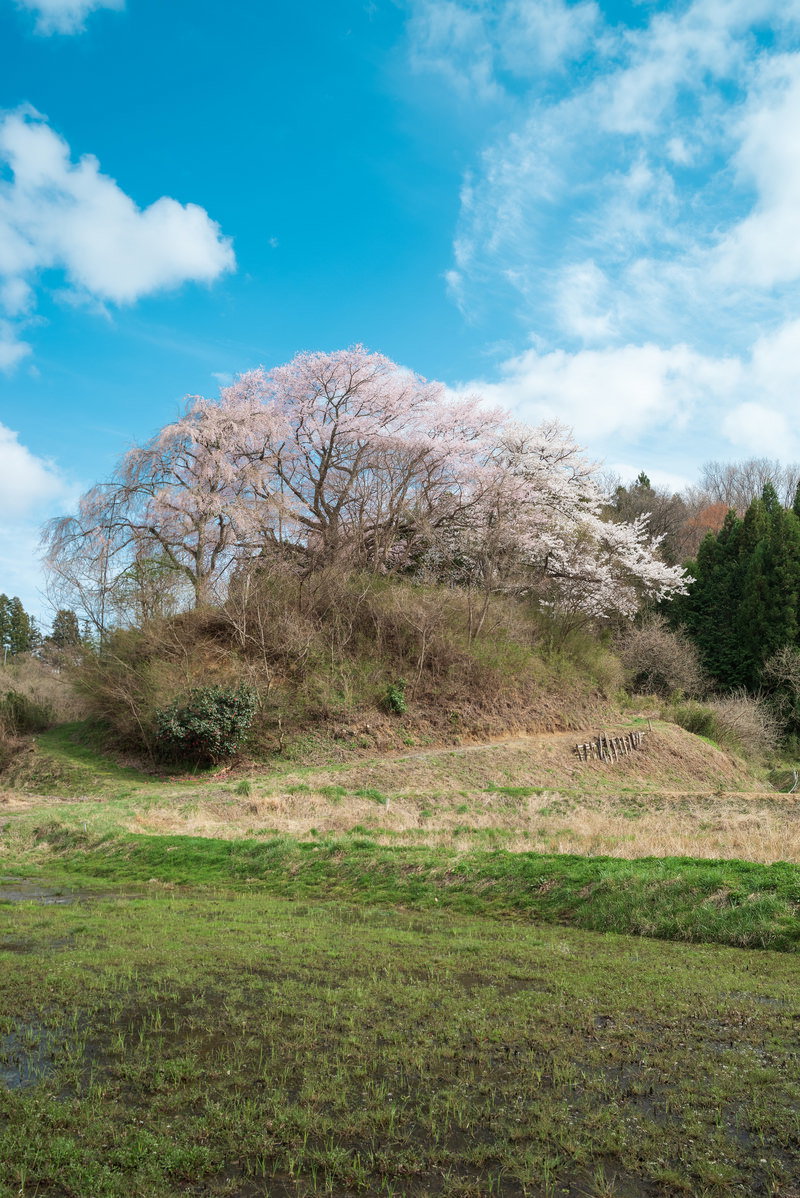 A weeping cherry blossom tree in full bloom on a spring hill, surrounded by a deciduous forest landscape