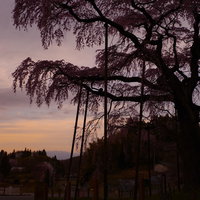 福島県の紅枝垂地蔵桜、夕暮れ時の一本桜のシルエットの写真