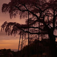 夕焼け空に浮かぶ紅枝垂地蔵桜のシルエットの写真