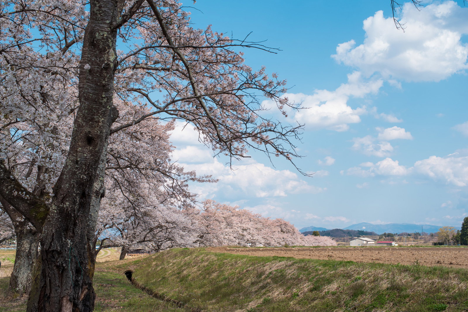 Spring rural landscape with an old cherry tree (sakura) standing in agricultural fields, nearly in full bloom with pale pink flowers and moss on its trunk