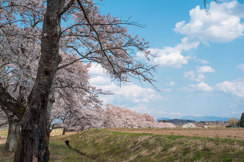 田園風景の桜並木と山々が見える農村風景