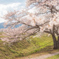 田んぼに続く土手の笹原川千本桜、春の満開風景の写真