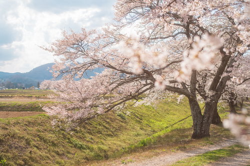 田んぼに続く土手の笹原川千本桜、春の満開風景